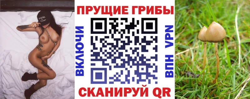 Купить  Александров  Галлюциногенные грибы Cubensis 